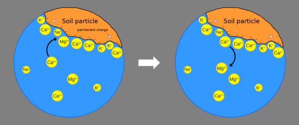 Cation exchange Diagram