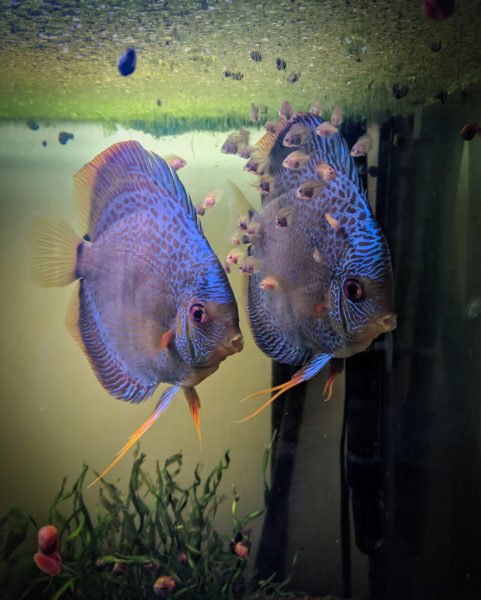 Discus-II-riproduzione-481×600