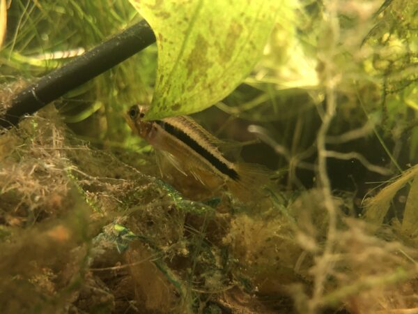 Female Apistogramma bitaeniata