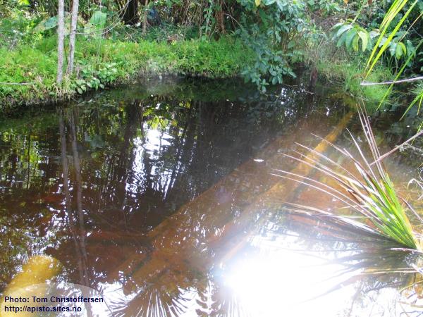 Habitat of Apistogramma bitaeniata