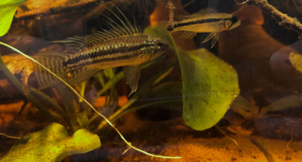 Apistogramma bitaeniata male vs female