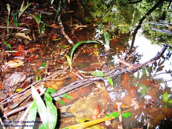 Apistogramma bitaeniata habitat