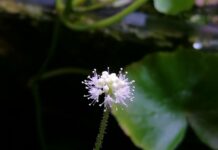 Hydrocotyle leucocephala flower