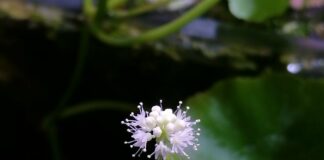 Hydrocotyle leucocephala Hydrocotyle leucocephala flower