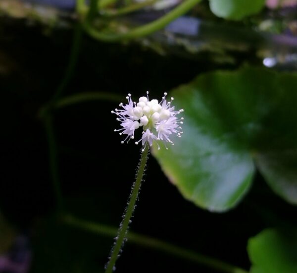 Hydrocotyle leucocephala flower