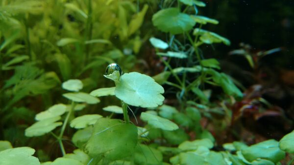 Hydrocotyle leucocephala